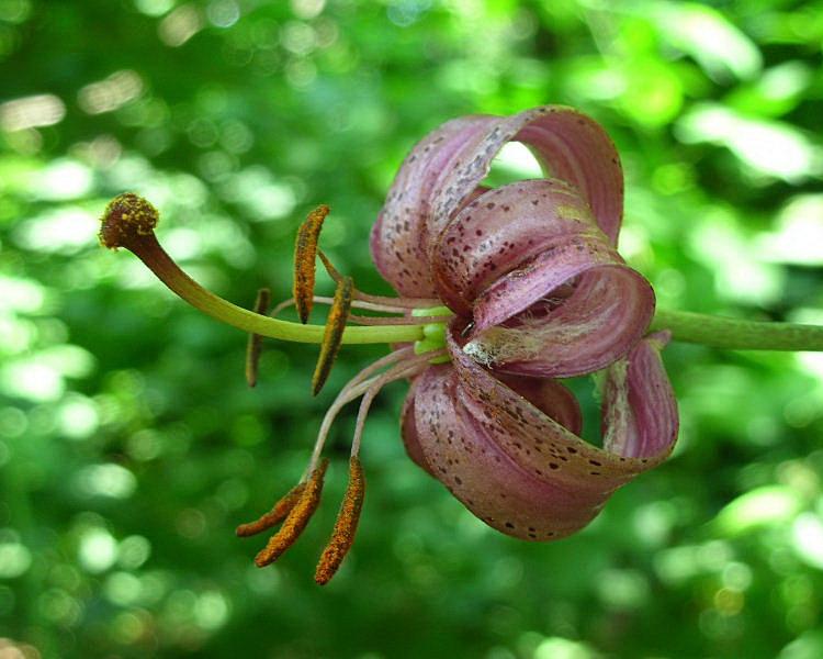 Lilium martagon / Giglio martagone